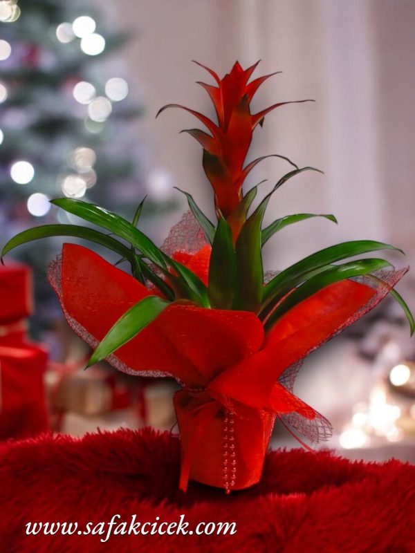 guzmania