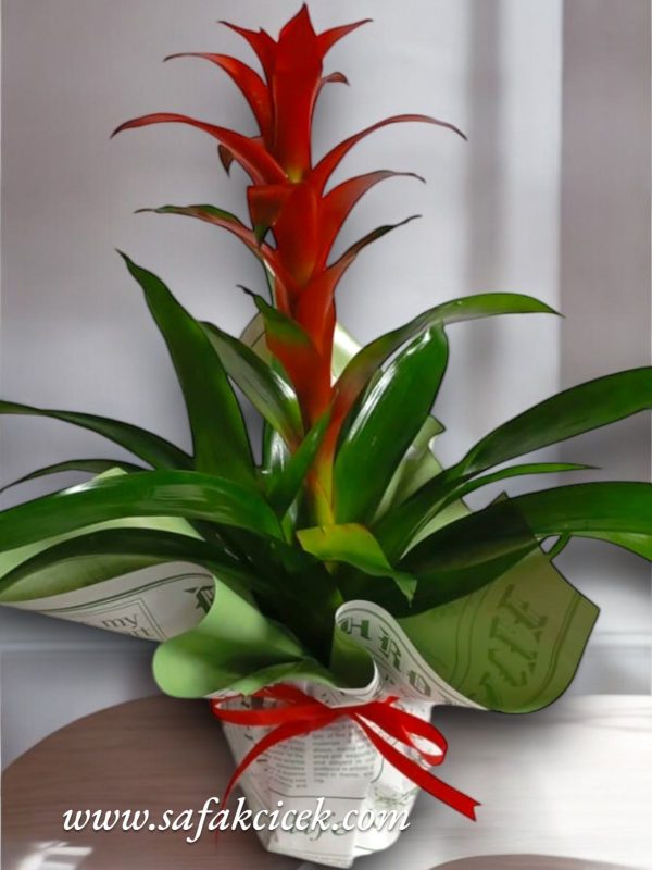guzmania