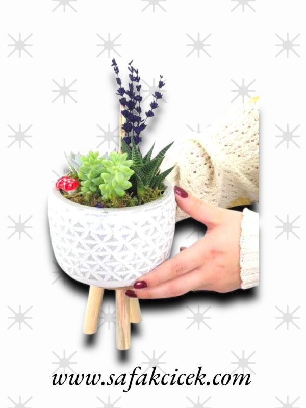 mini ayaklı saksıda sukulentler